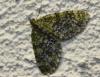 Acasis viretata